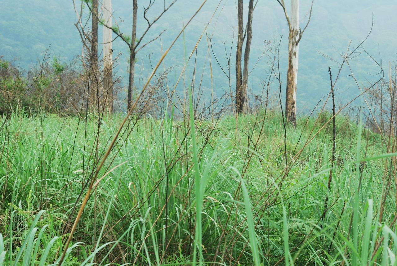 T Cherry Villa Munnar Extérieur photo